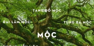 Người mệnh Mộc hợp màu gì?