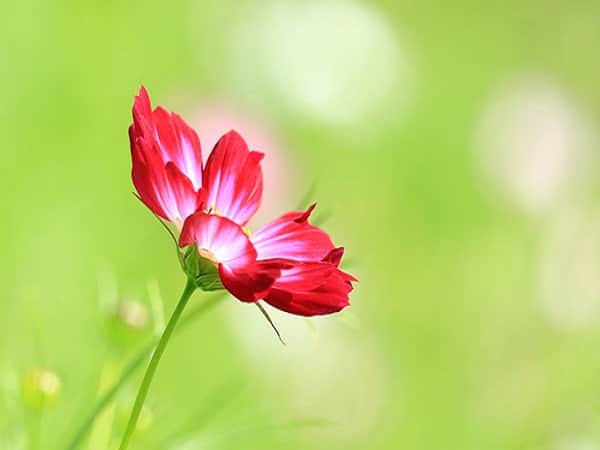Tử vi cung Bạch Dương, Xử Nữ, Bảo Bình ngày 24/4/2022 