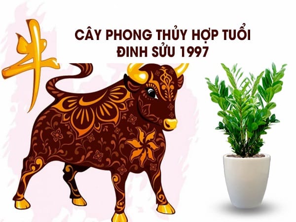 Cây phong thủy tuổi sửu 1997 năm 2024 đem lại may mắn, tài lộc