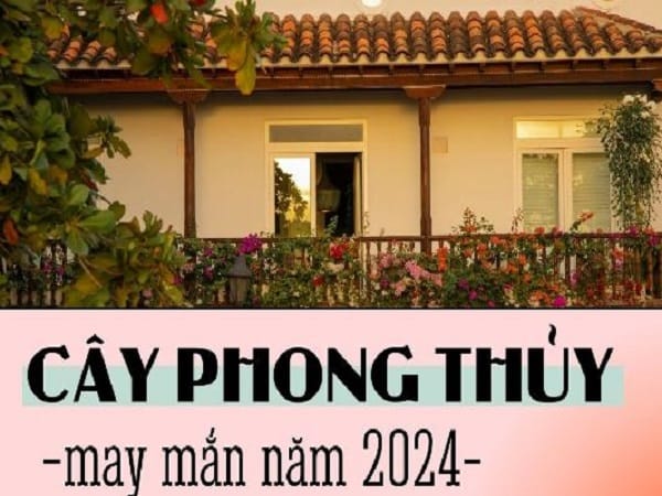 Cây phong thủy may mắn năm 2024 trồng TRONG NHÀ mang may mắn