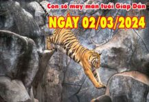 Nhận định con số may mắn tuổi Giáp Dần ngày 2/3/2024