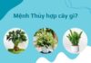 Mệnh thủy trồng cây gì hợp?