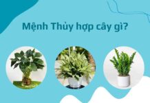 Mệnh thủy trồng cây gì hợp?